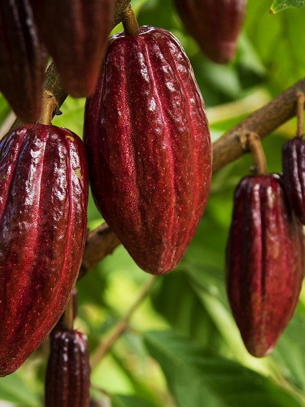 cacao