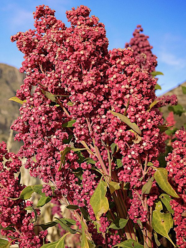quinoa